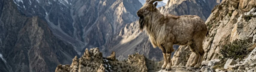Capra falconeri (Markhor): The Complete Guide to Pakistan's National Animal, History, Habitat, Evolution & the Inspiration Behind Capra Falconeri